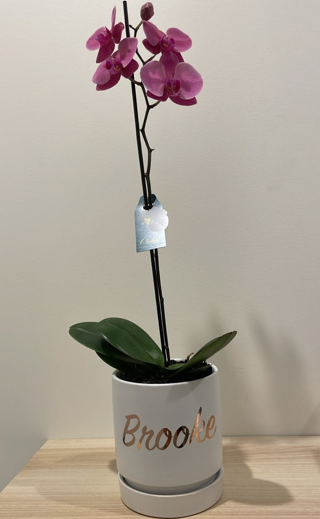 Large Orchid Oasis image 1