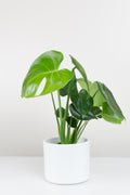 Monstera image 0