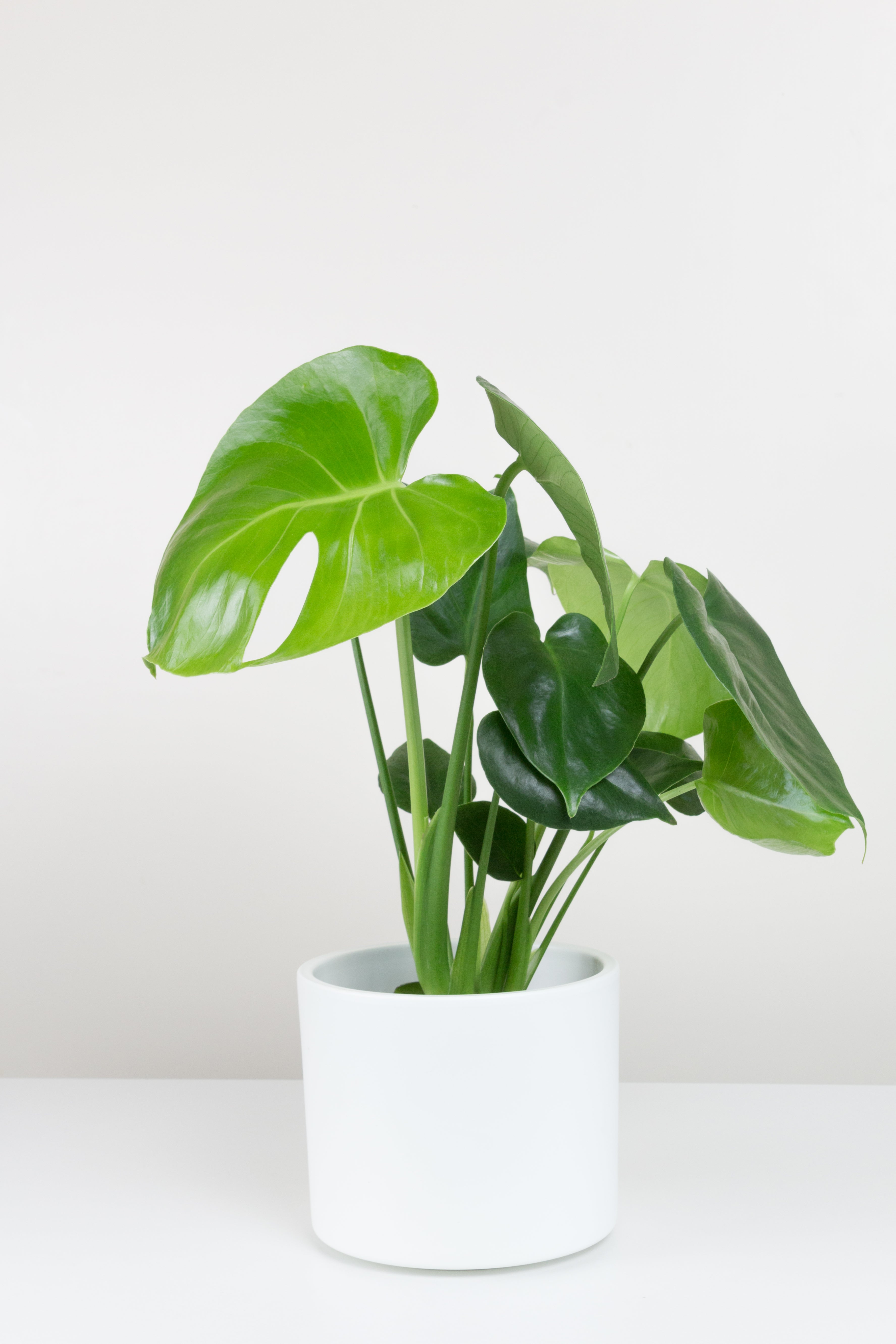 Monstera image 0