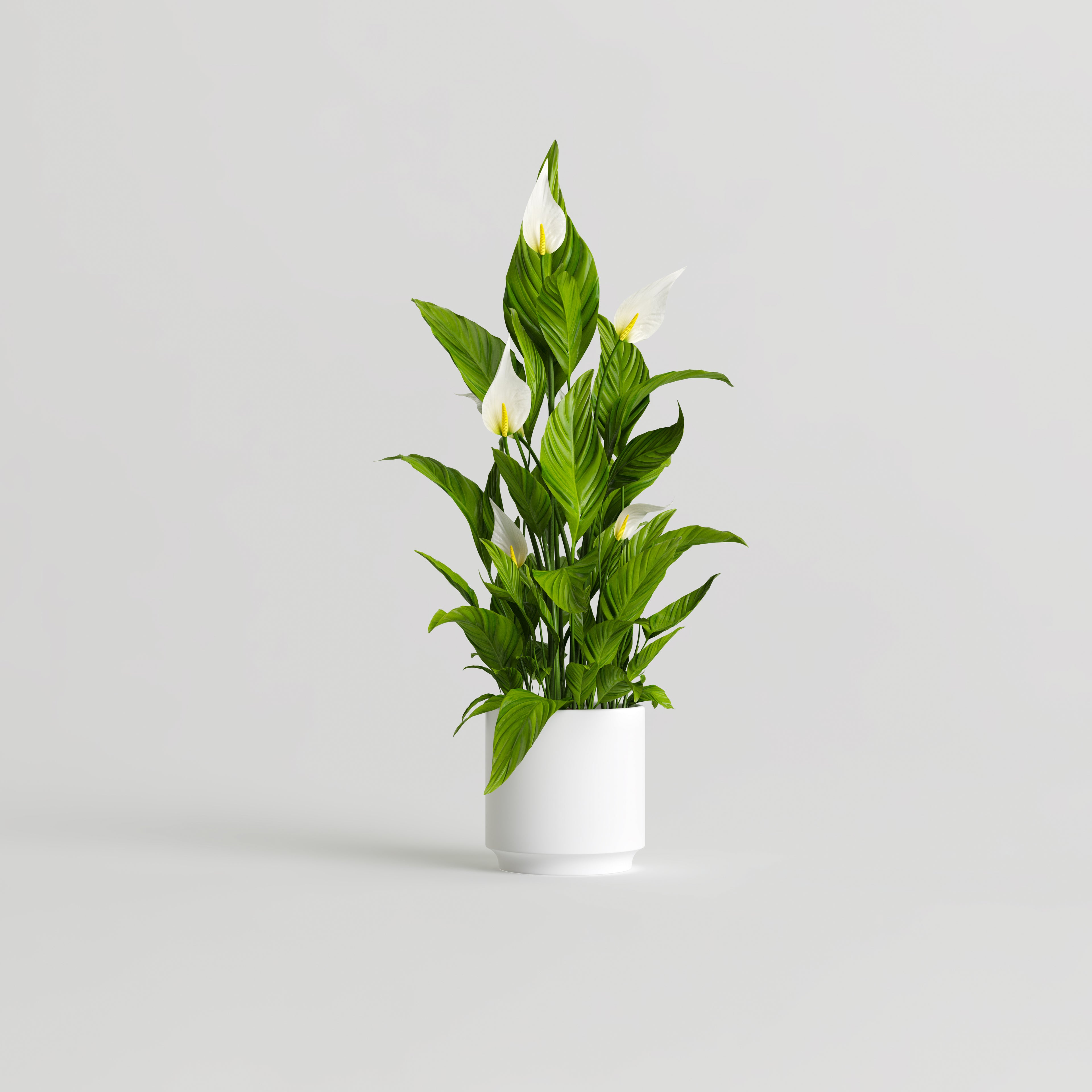 Peace Lily image 0