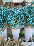 Baby's Breath
