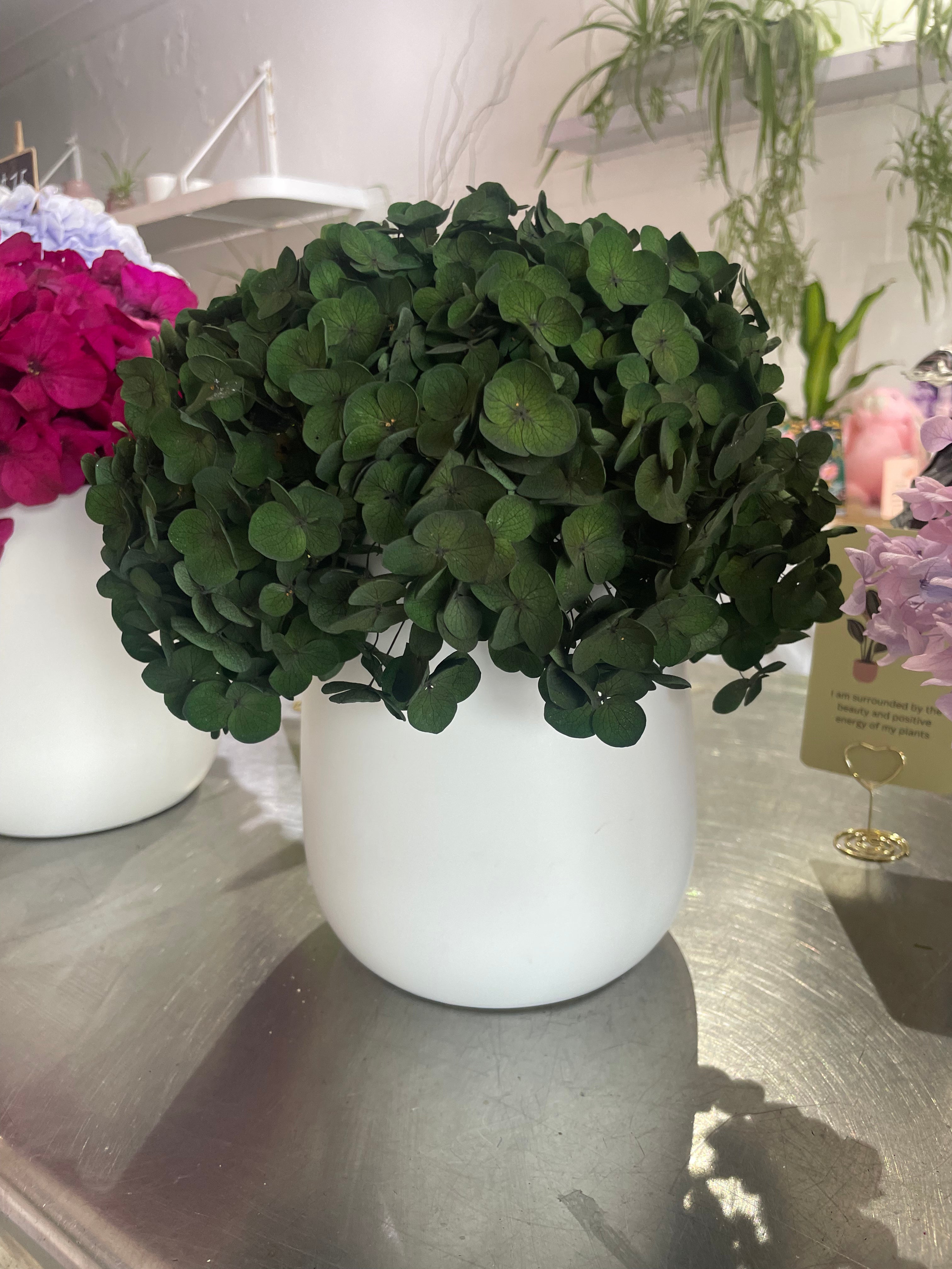 Preserved Hydrangeas in Medium Vase