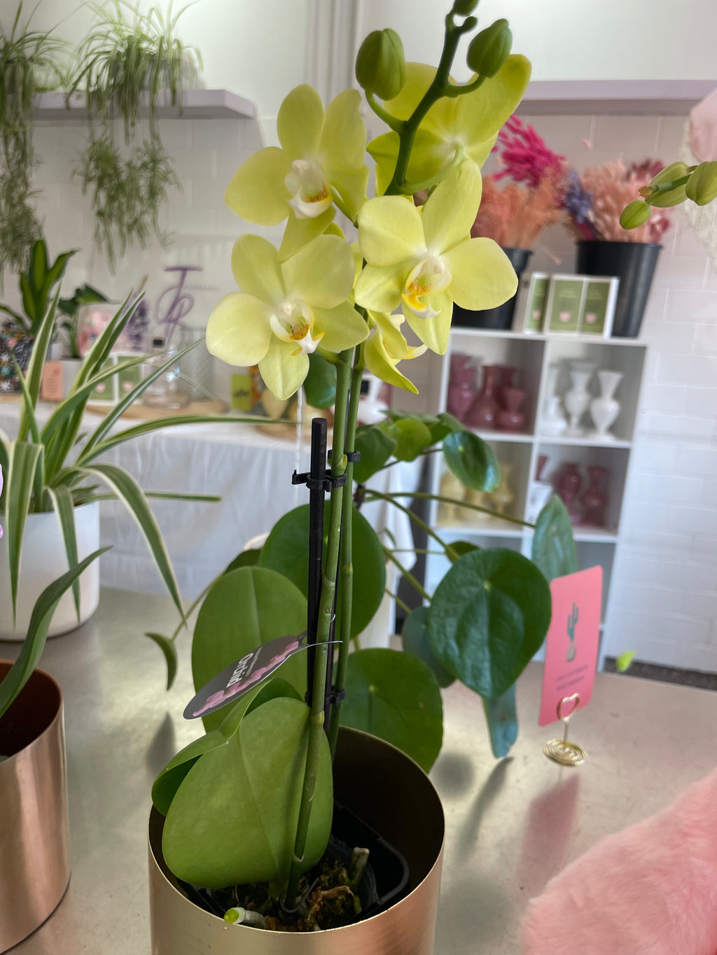 Small Orchid