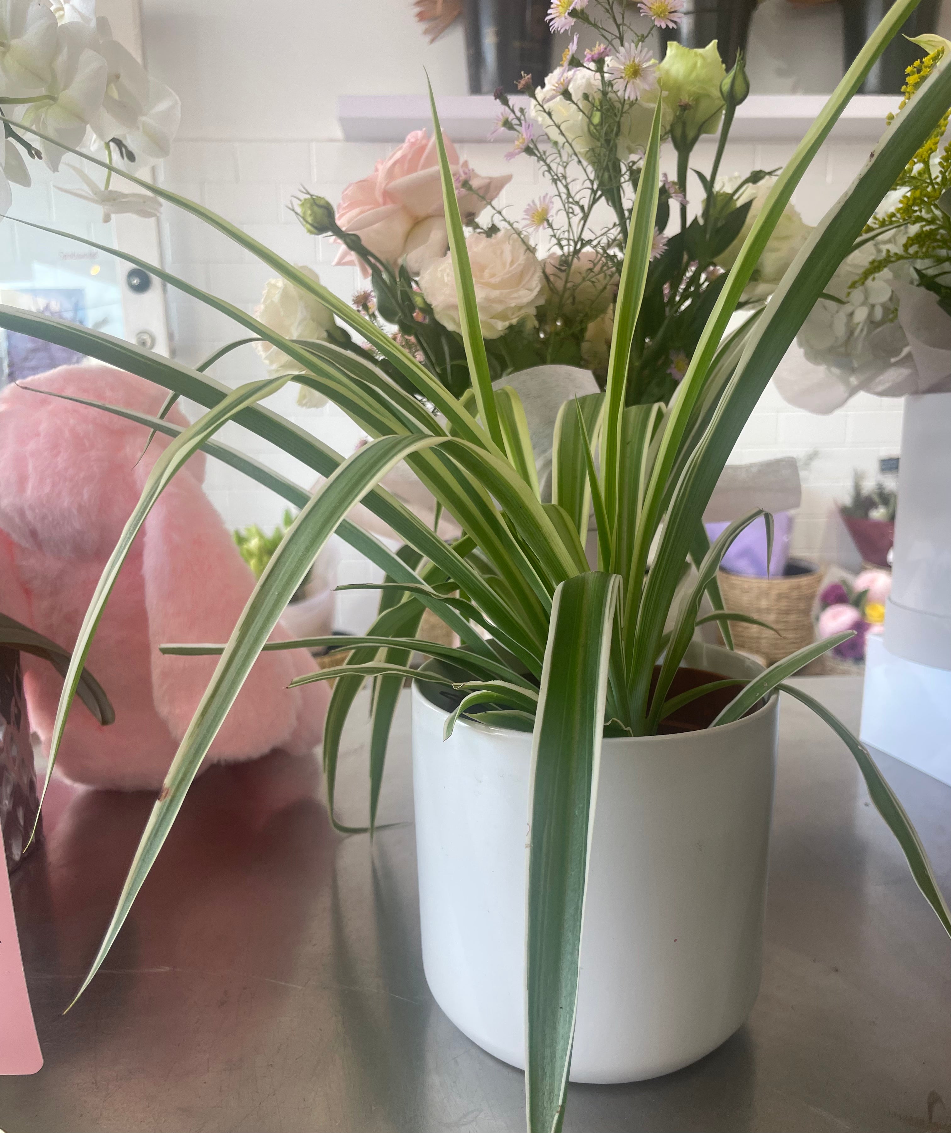 Spider Plant
