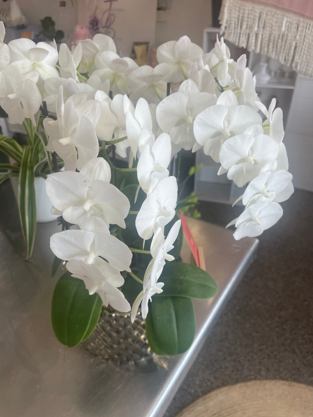 Orchid Oasis