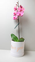 Large Orchid Oasis image 0