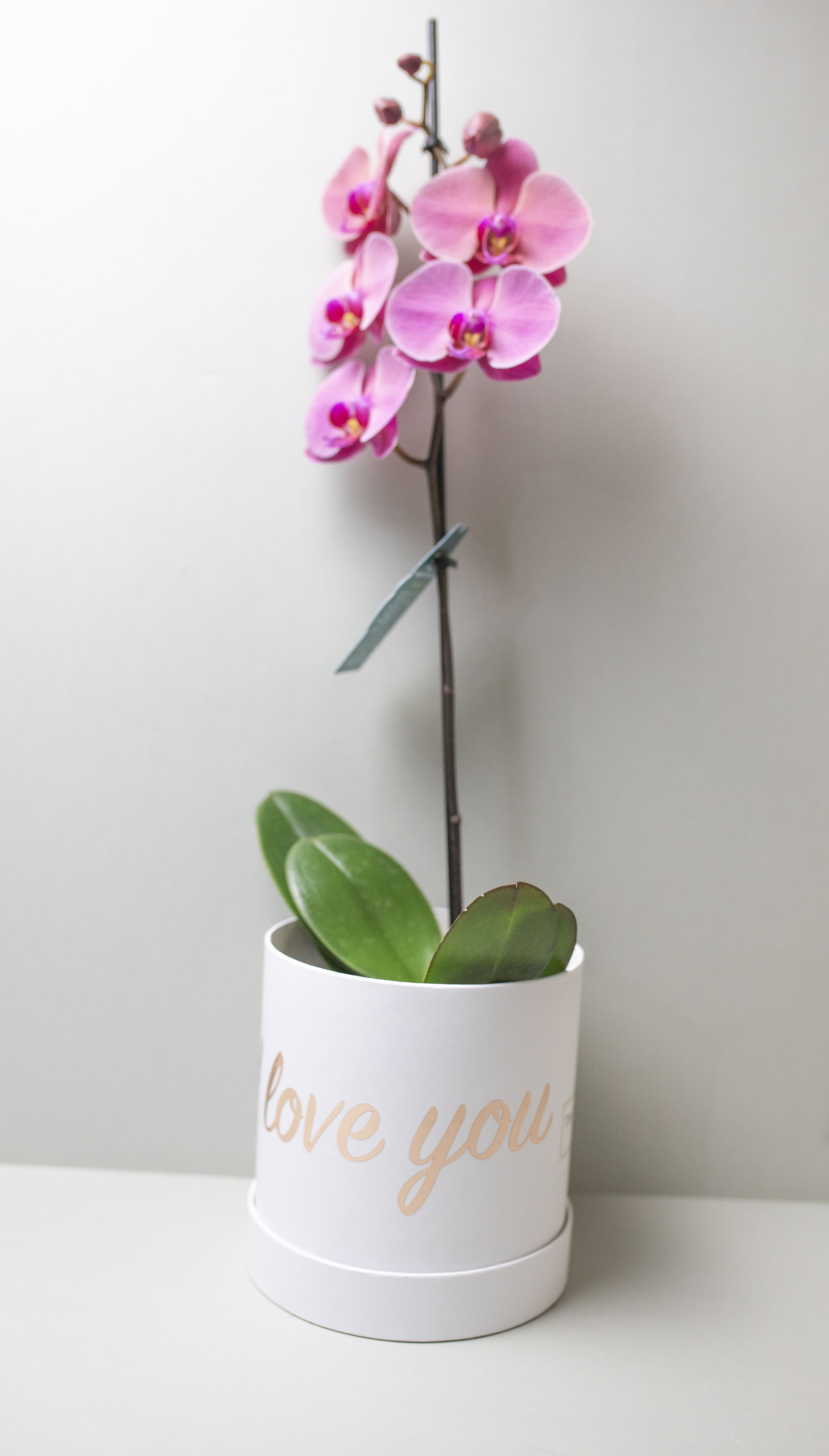 Large Orchid Oasis image 0