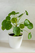 Chinese Money Plant image 0