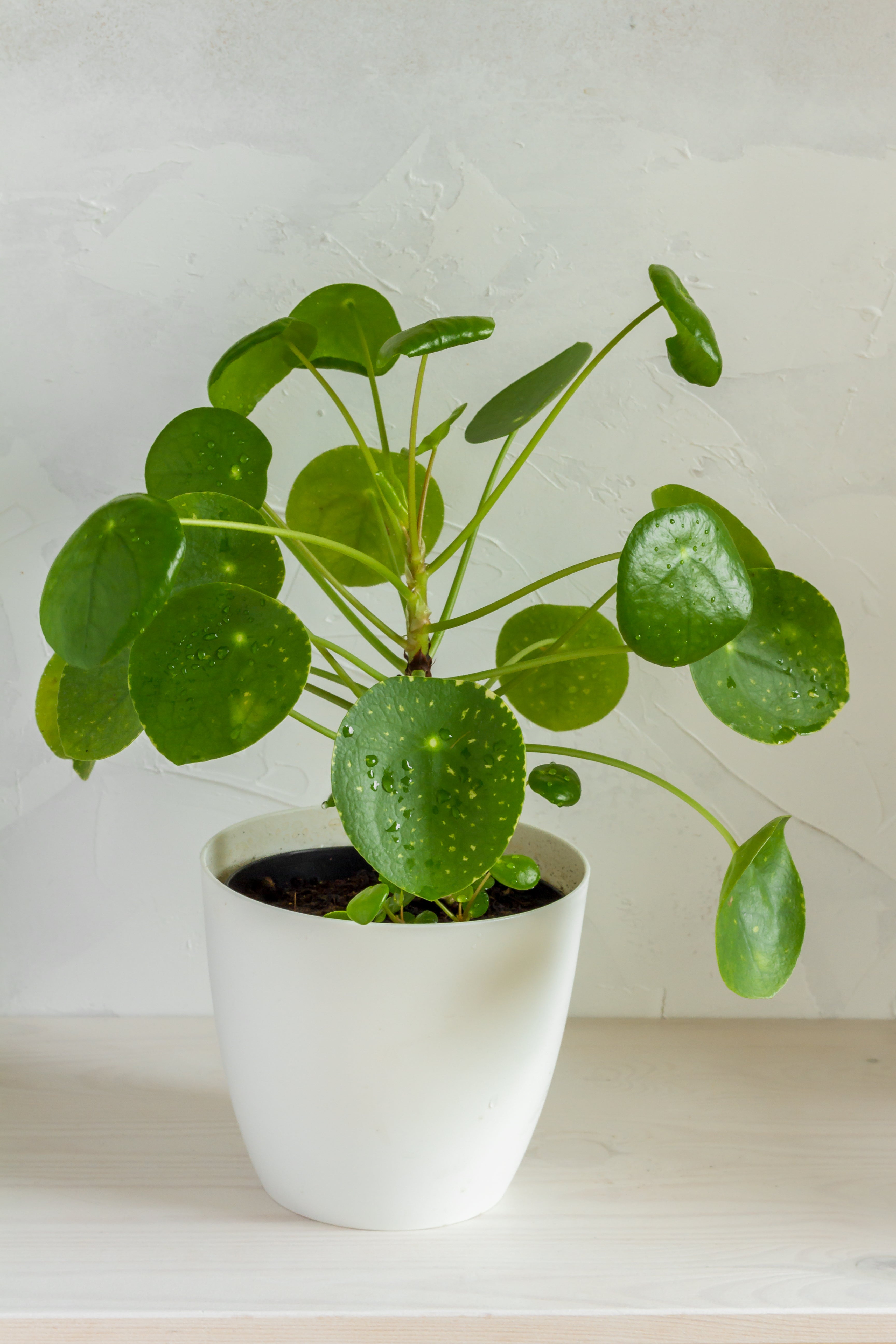 Chinese Money Plant image 0