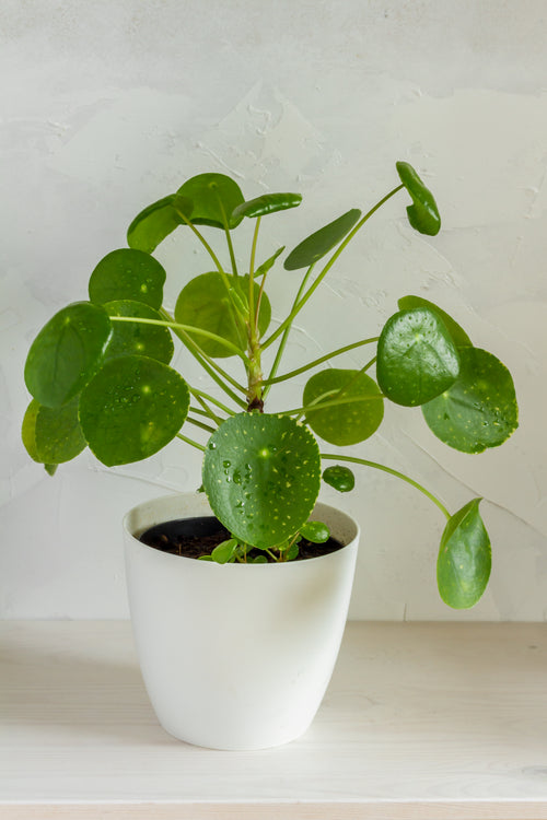 Chinese Money Plant image 0